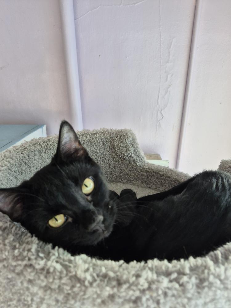 Yukon, a ADOPTABLE Domestic Short Hair in Wild Rose, WI image 2/3