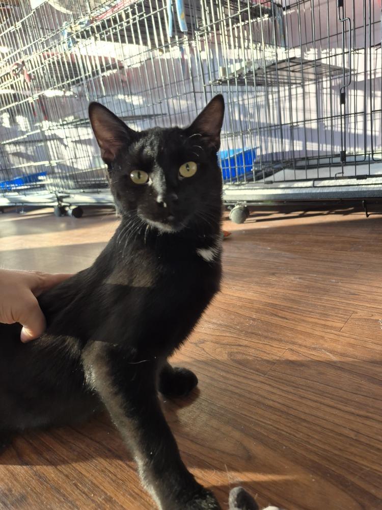 Yukon, a ADOPTABLE Domestic Short Hair in Wild Rose, WI image 3/3