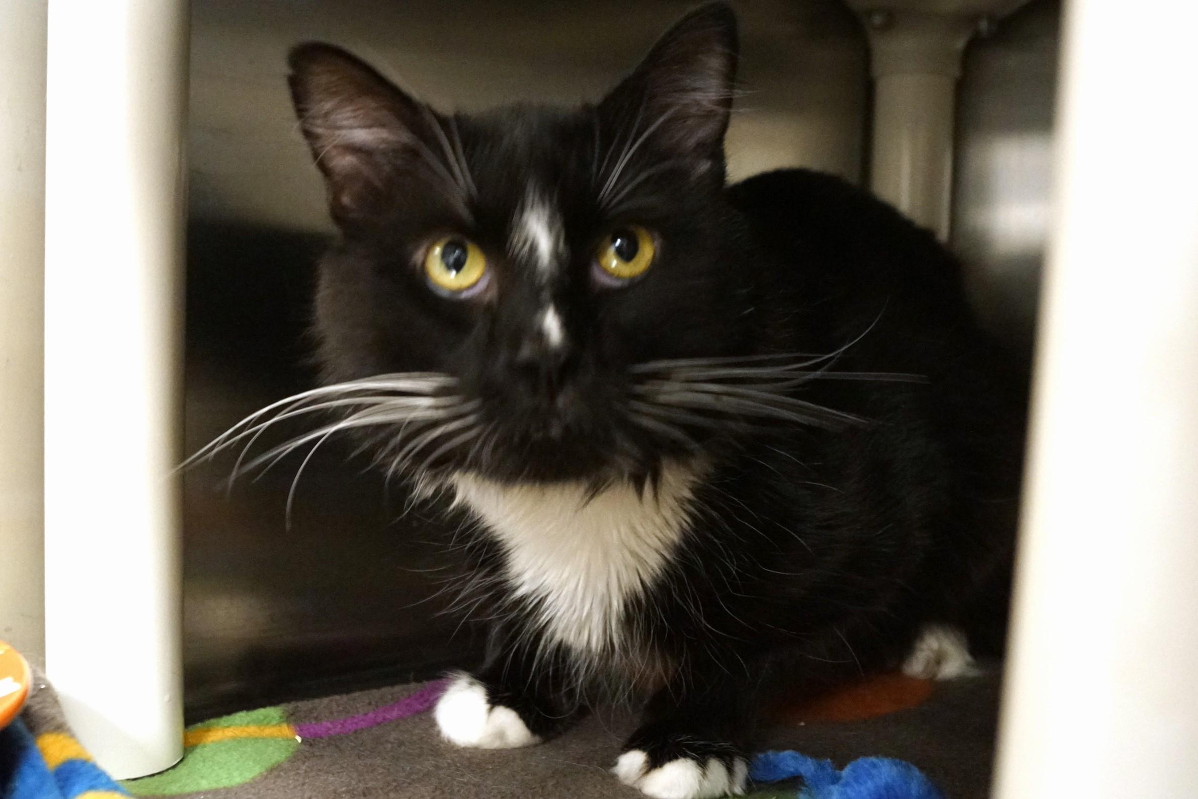 Trager See me at Petco!