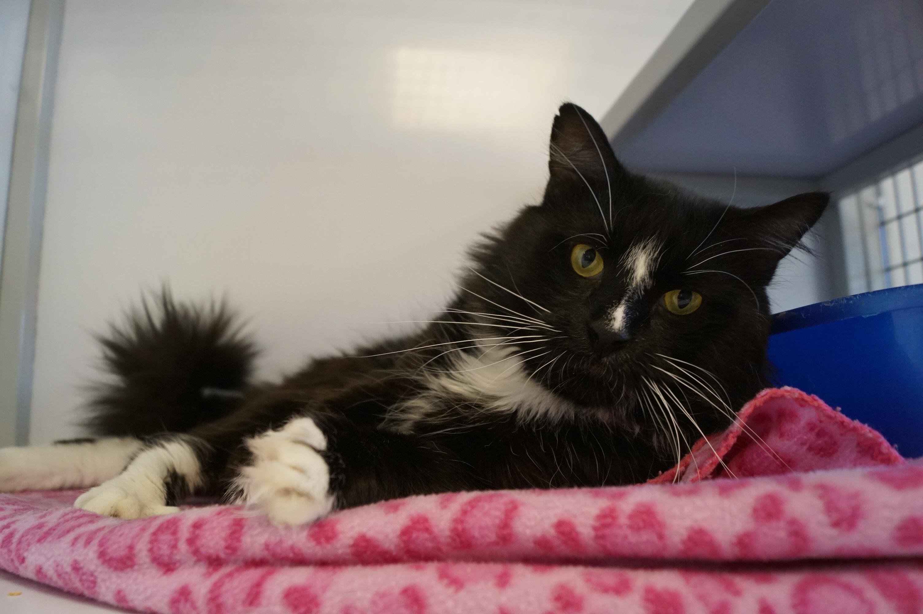 Trager See me at Petco!