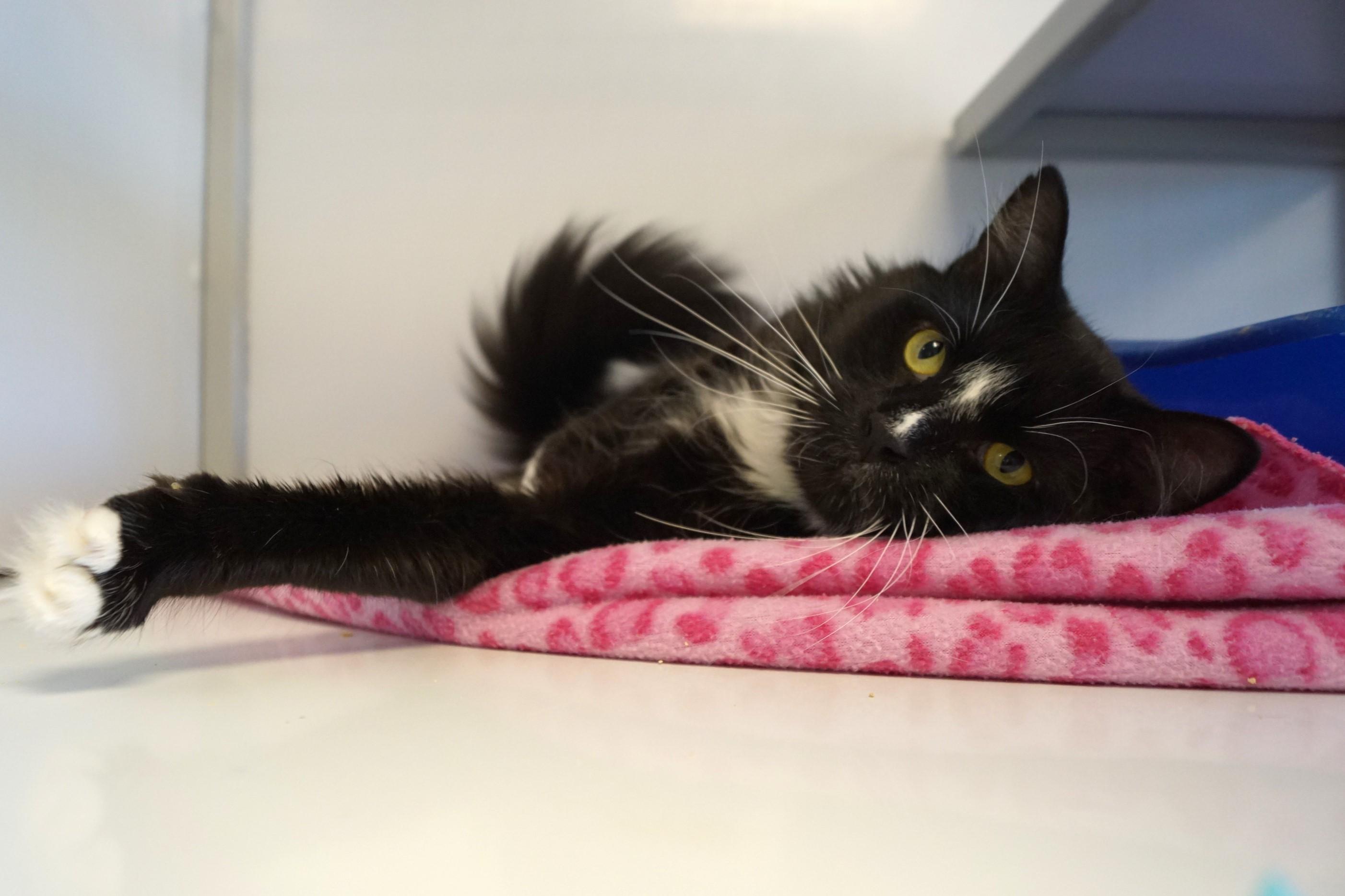 Trager See me at Petco!