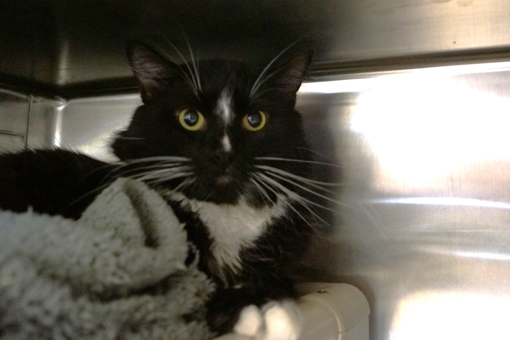 Trager See me at Petco!