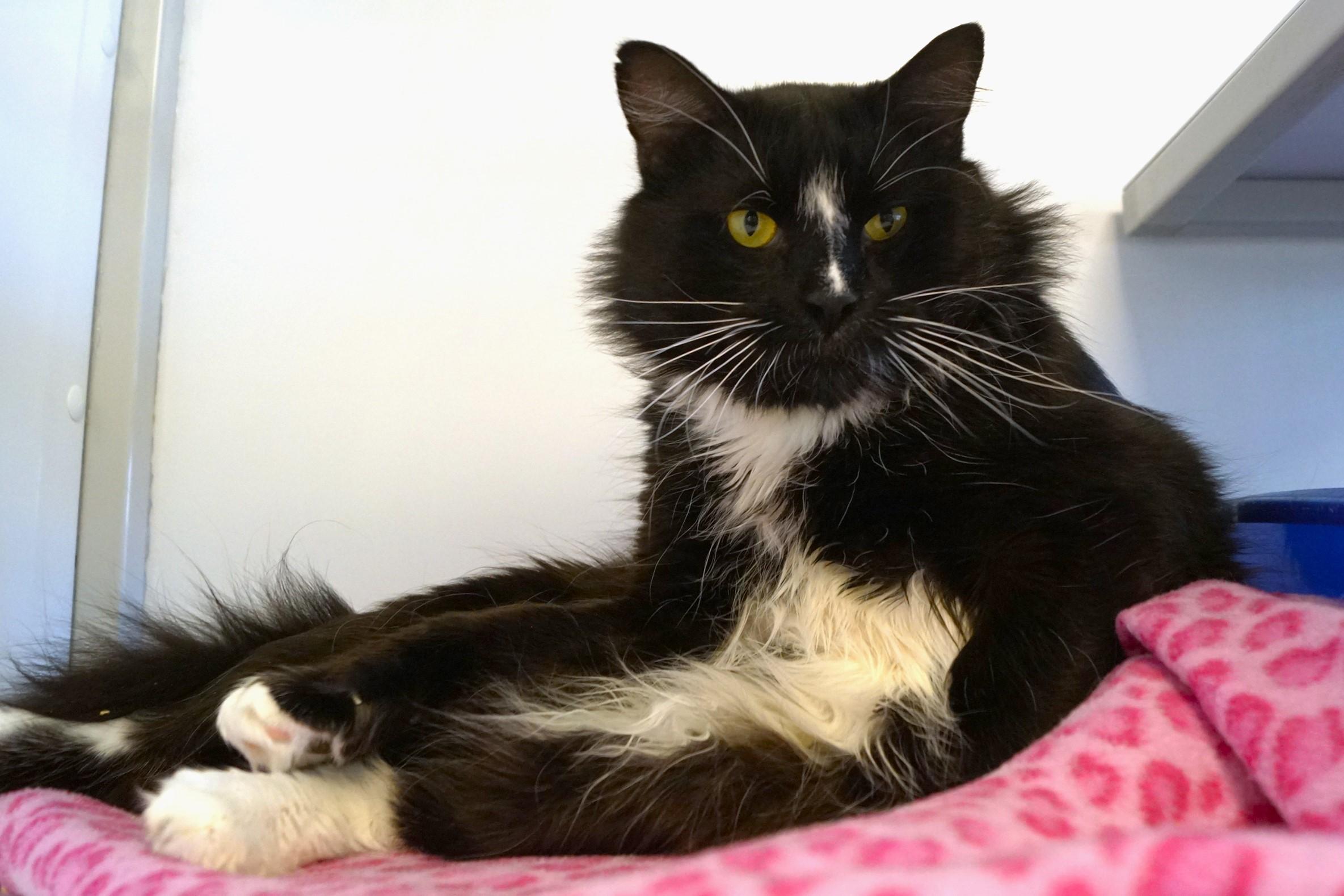 Trager See me at Petco!