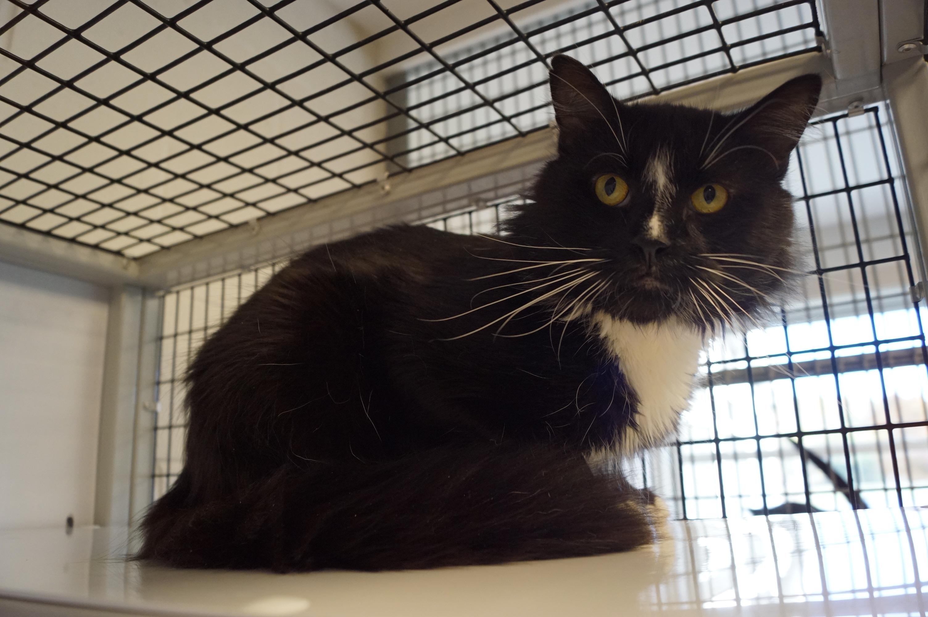 Trager See me at Petco!