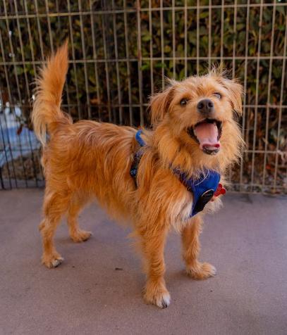 Enlarge Biscuit, a Adoptable Terrier in San Diego, CA image 1/3