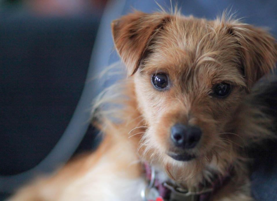 Biscuit, Adoptable, Young Male Terrier.