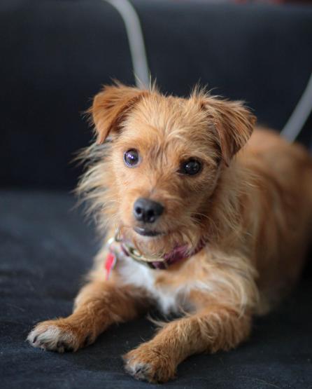 Enlarge Biscuit, a Adoptable Terrier in San Diego, CA image 2/3
