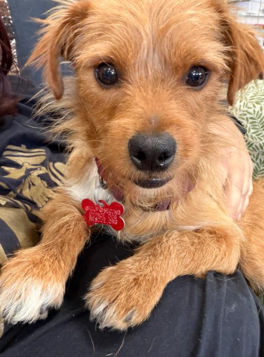 Enlarge Biscuit, a Adoptable Terrier in San Diego, CA image 3/3