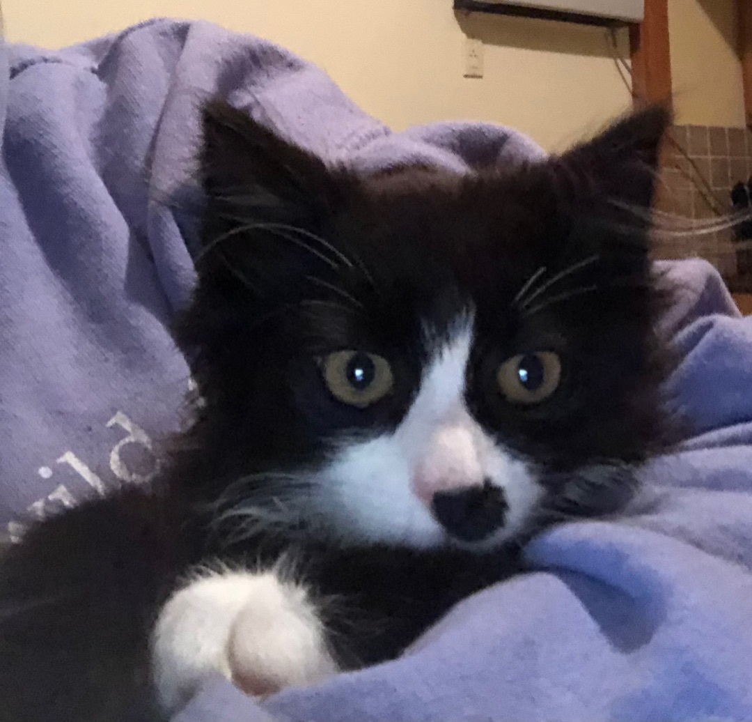 Pocahontas, Adult Female Domestic Long Hair