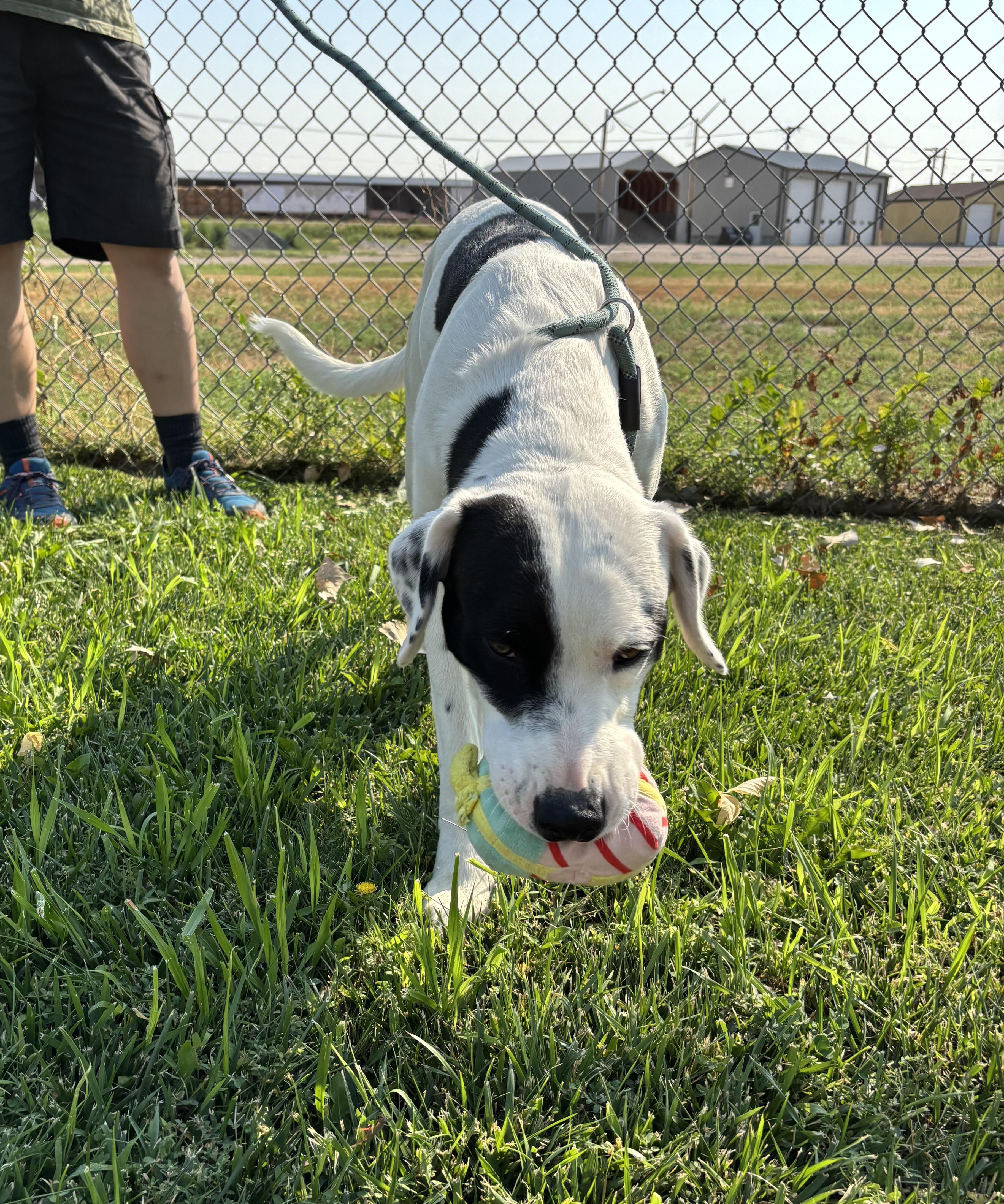 Target, an adoptable Australian Cattle Dog / Blue Heeler, German Shorthaired Pointer in Torrington, WY, 82240 | Photo Image 5
