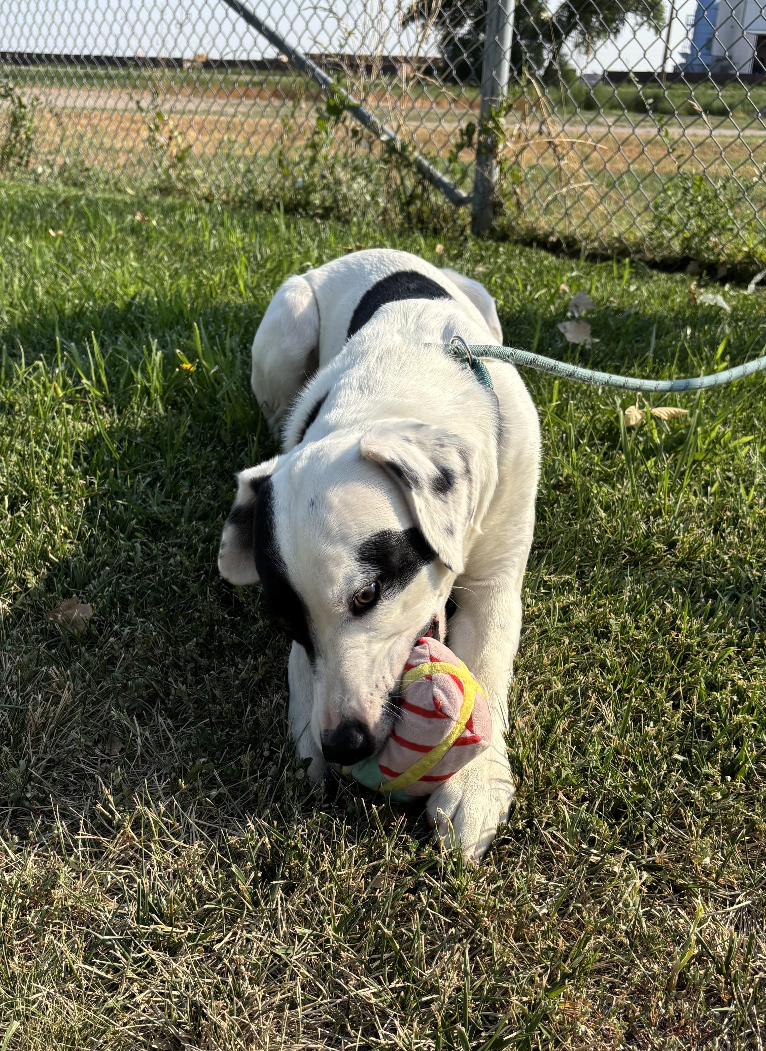 Target, an adoptable Australian Cattle Dog / Blue Heeler, German Shorthaired Pointer in Torrington, WY, 82240 | Photo Image 4