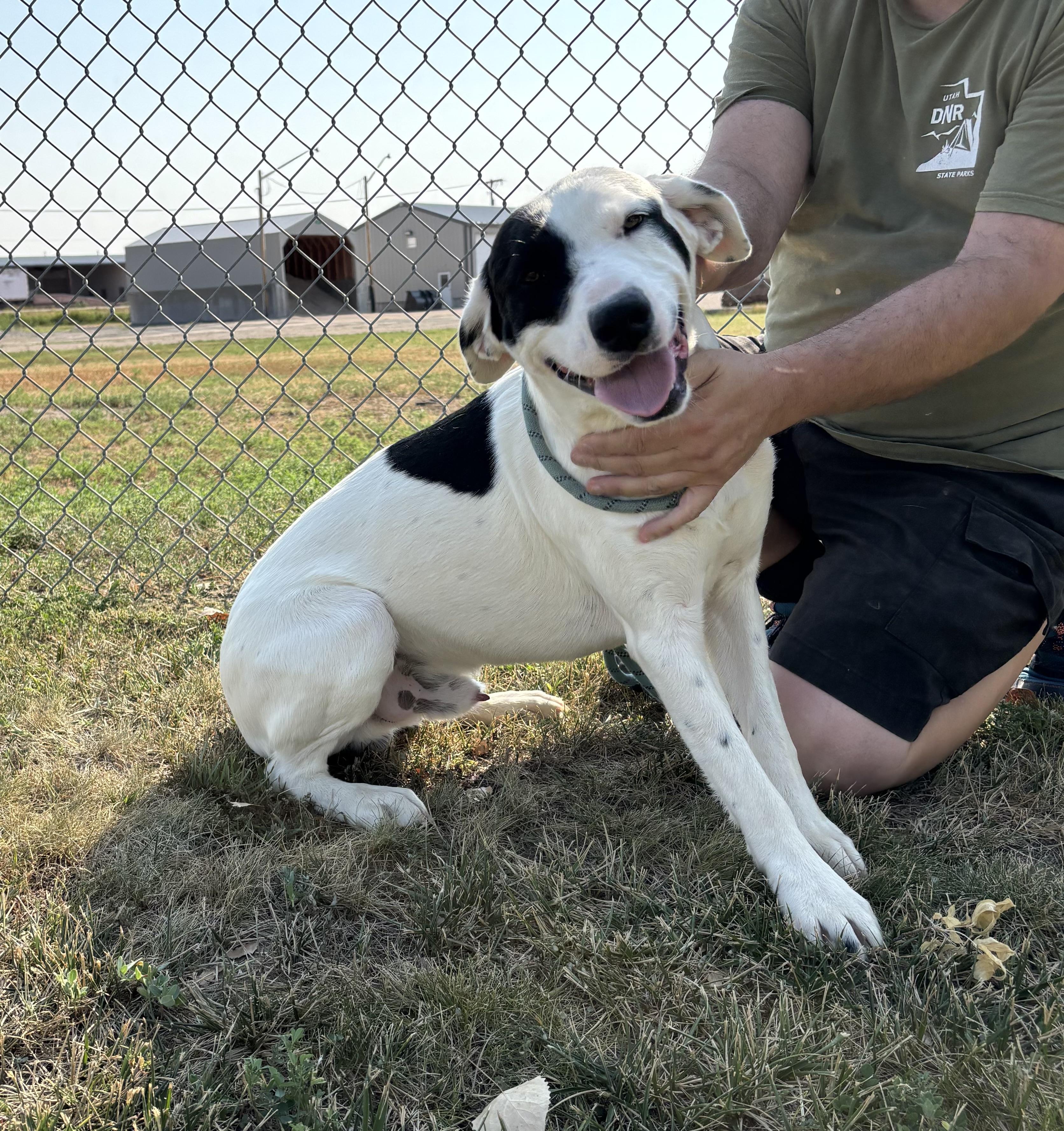 Target, a Adoptable mixed breed image 2/5