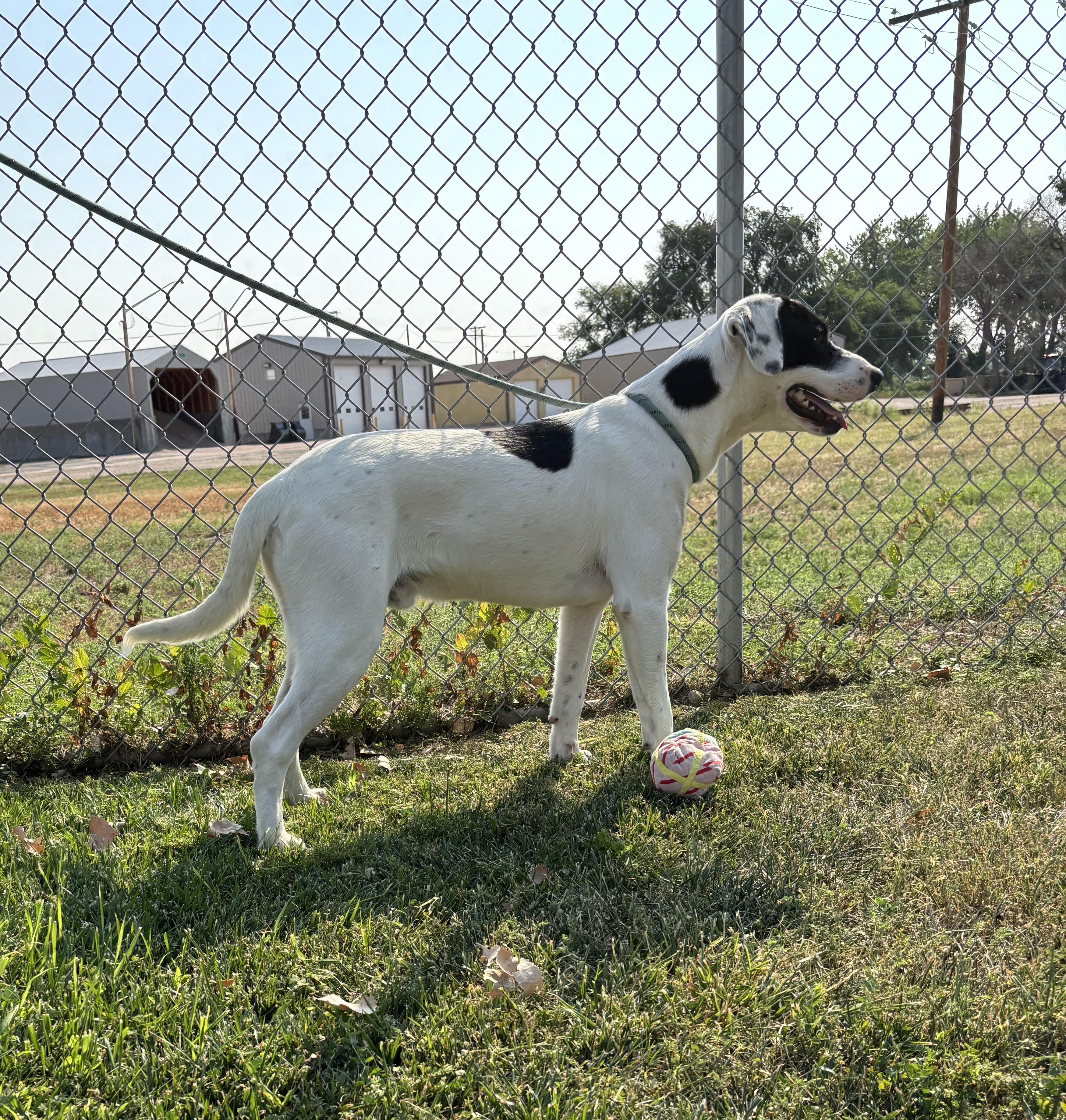 Target, an adoptable Australian Cattle Dog / Blue Heeler, German Shorthaired Pointer in Torrington, WY, 82240 | Photo Image 3