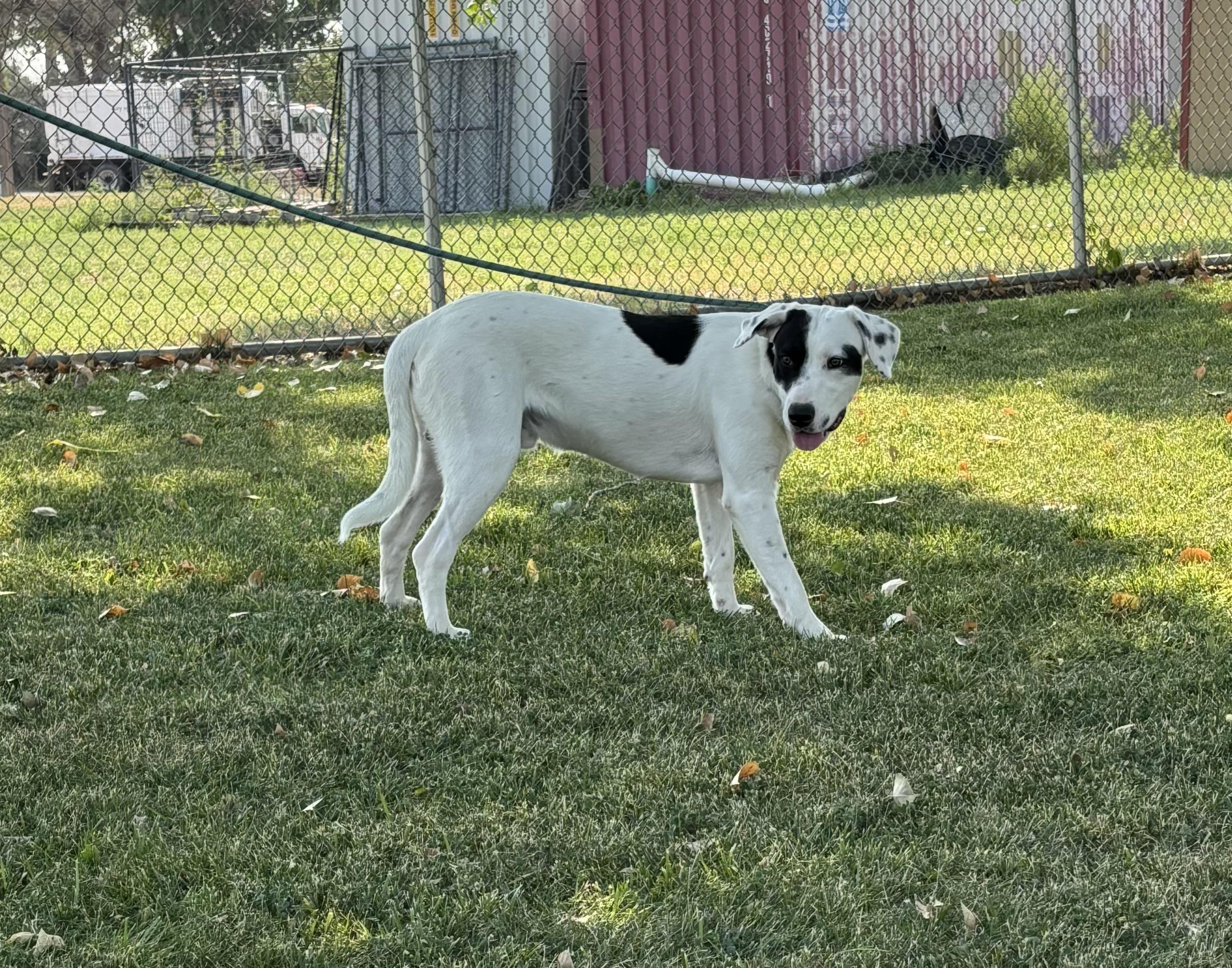 Target, a Adoptable mixed breed image 1/5