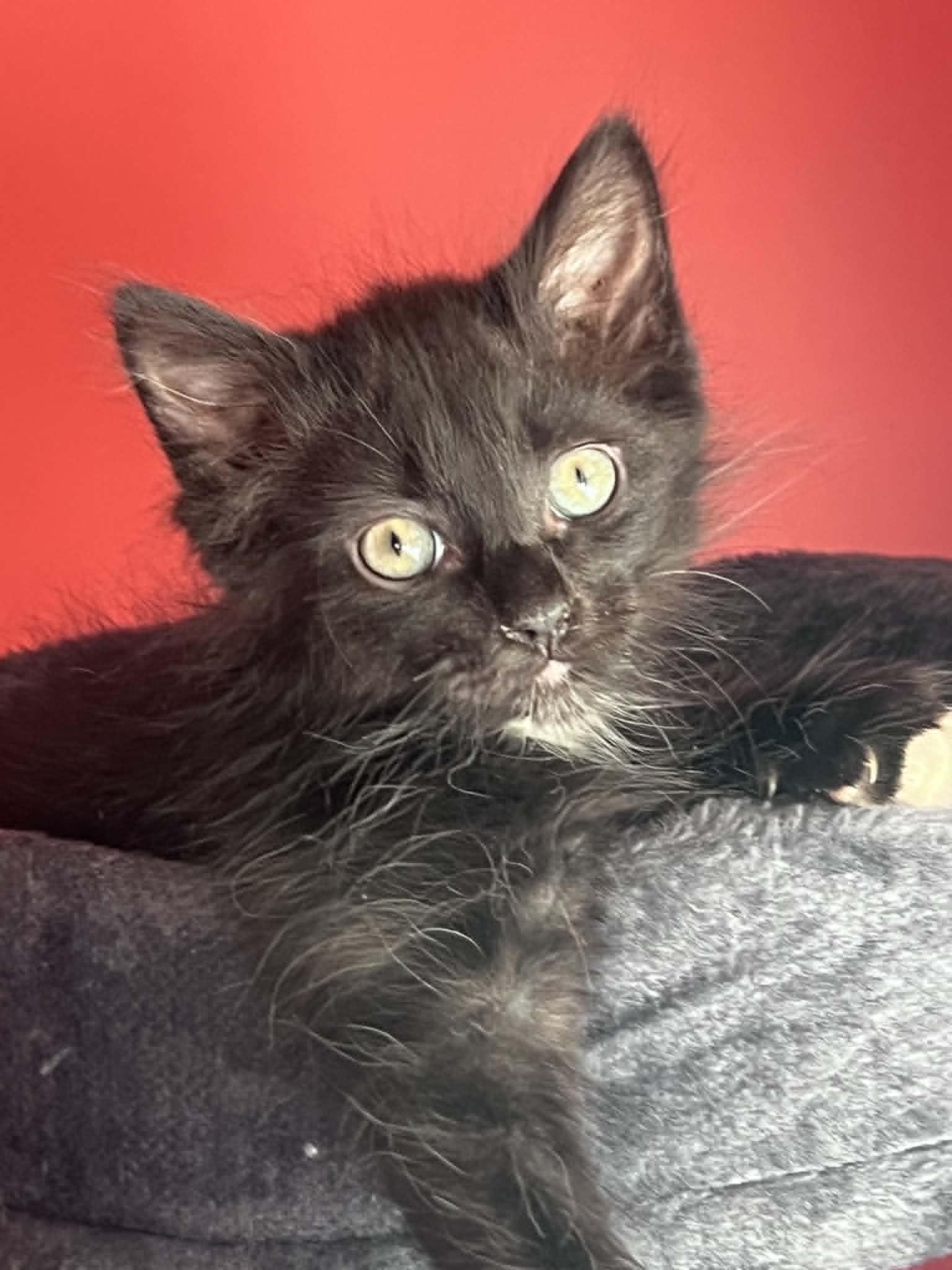 Ezra, adopted, Kitten Female Domestic Short Hair.