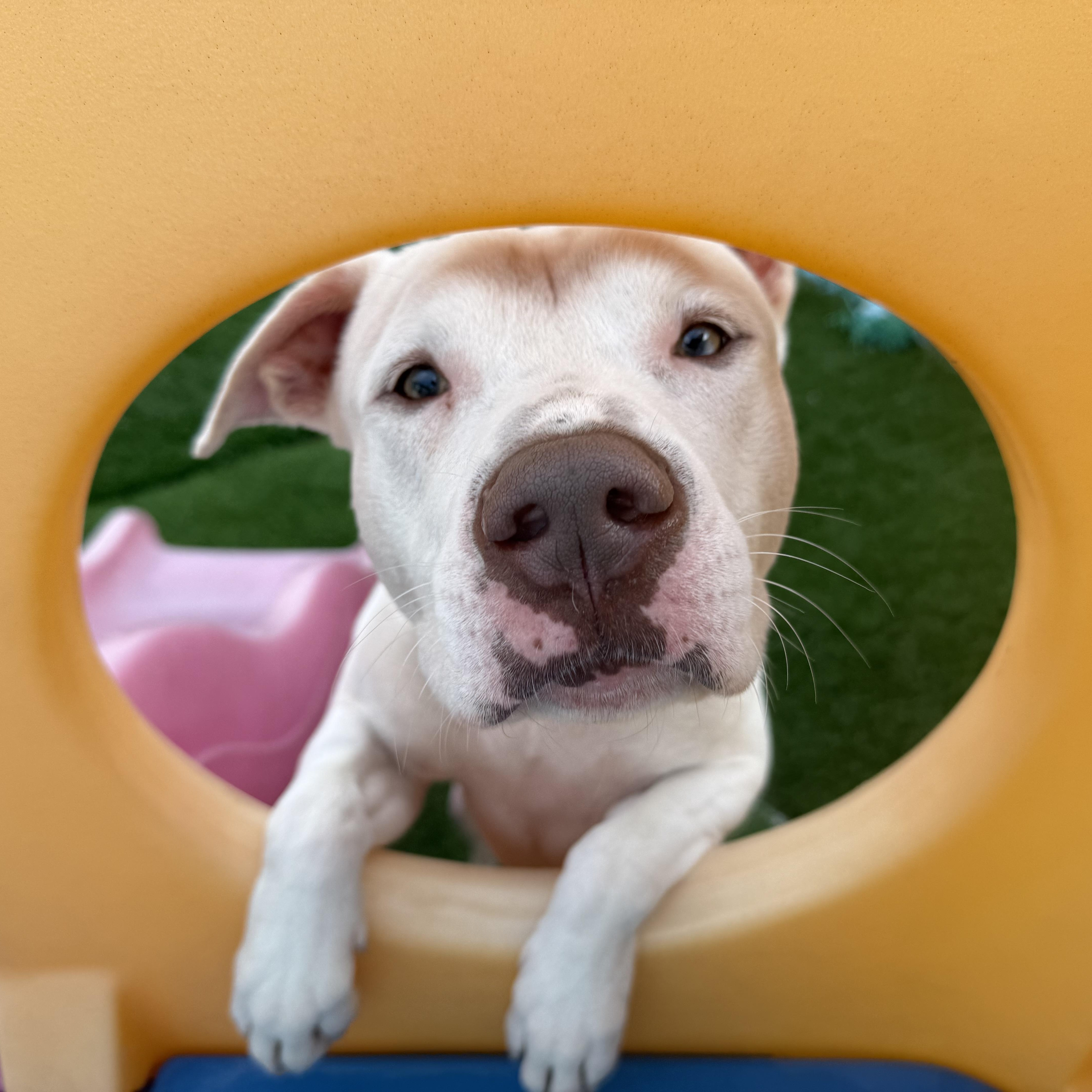 Romeo , ADOPTABLE, Young Male American Staffordshire Terrier & American Bulldog.