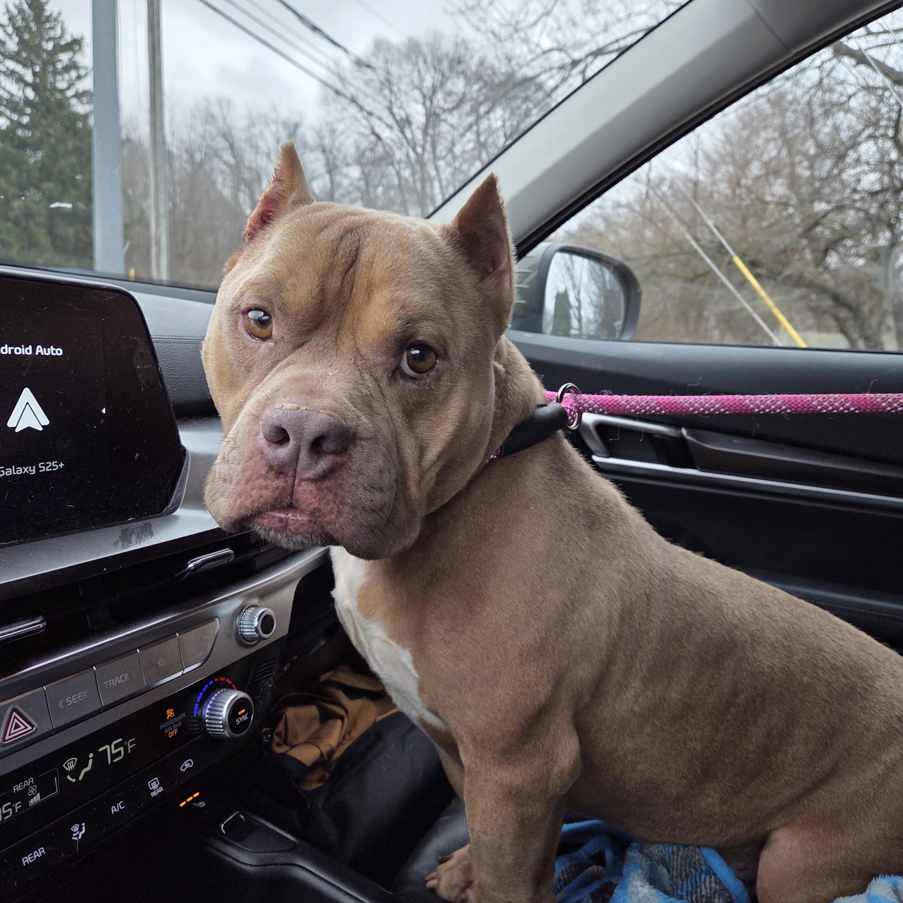 Handsome, ADOPTABLE, Adult Male American Bully.