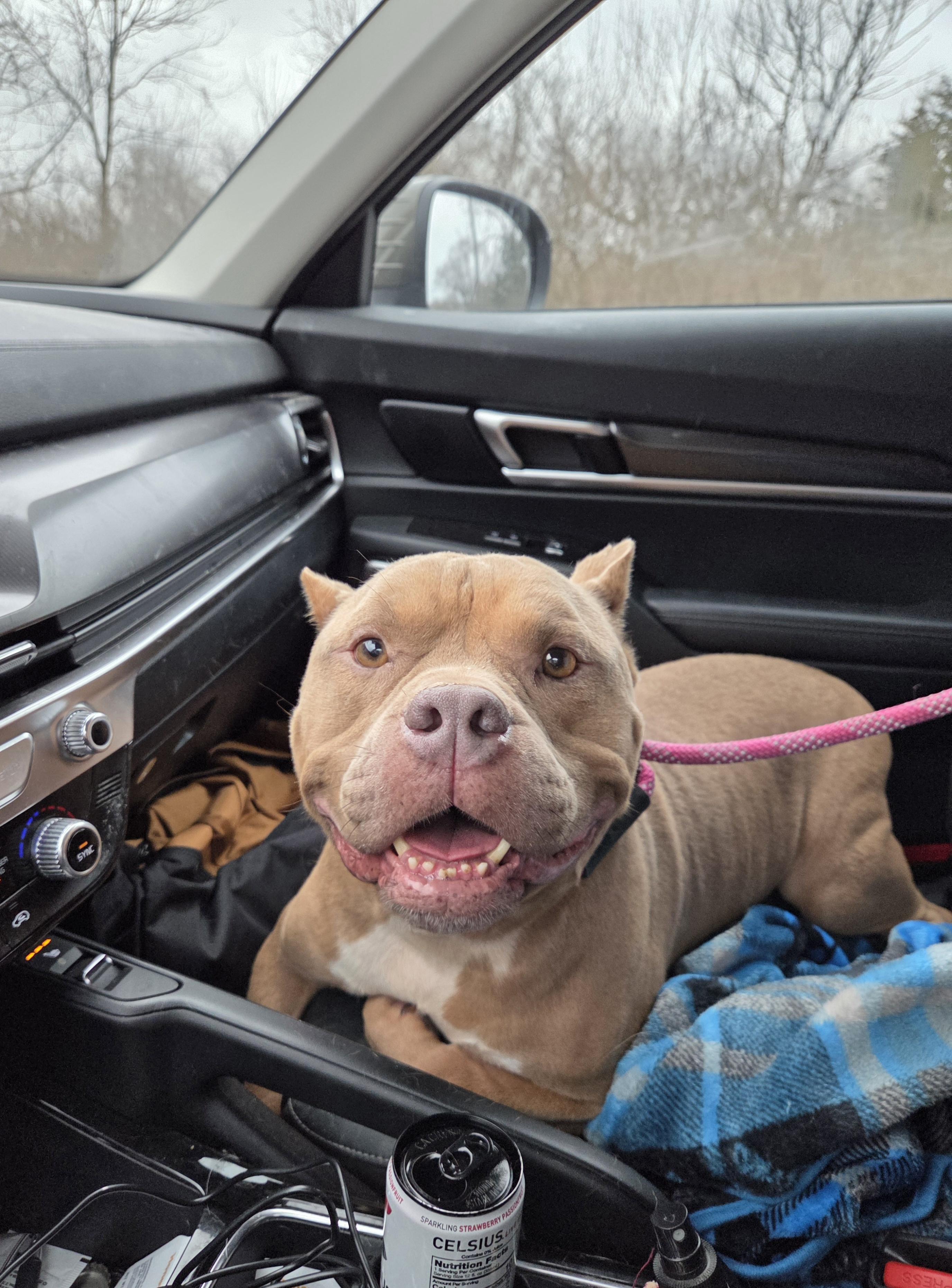 Enlarge Handsome, a ADOPTABLE American Bully in Camden, OH image 2/2