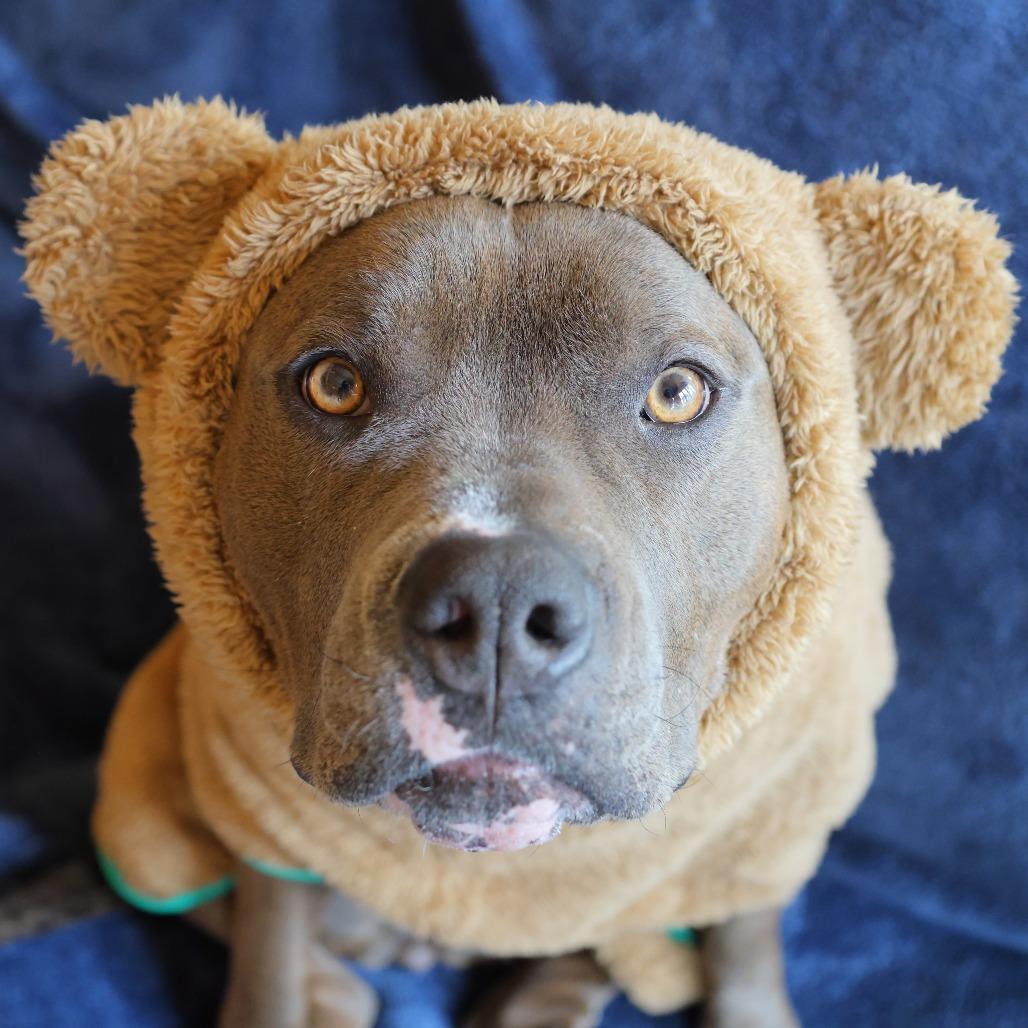 Dottie, Adoptable, Adult Female Pit Bull Terrier & Mastiff.