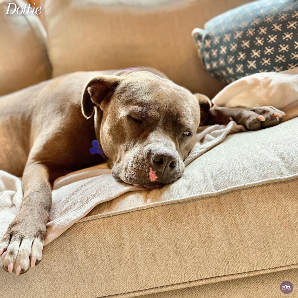 Dottie, a Adoptable mixed breed in Hopkinton, MA image 3/6