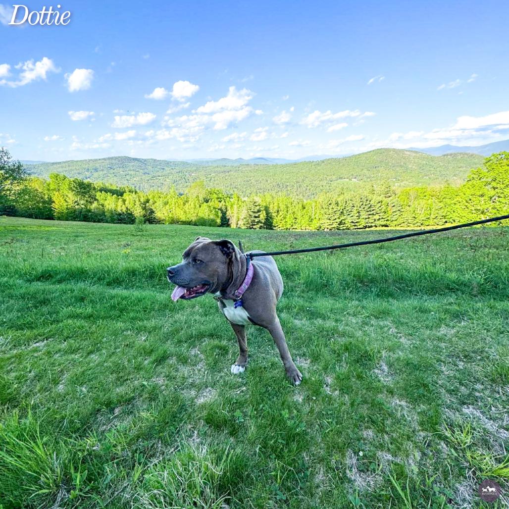 Dottie, a Adoptable mixed breed in Hopkinton, MA image 5/6