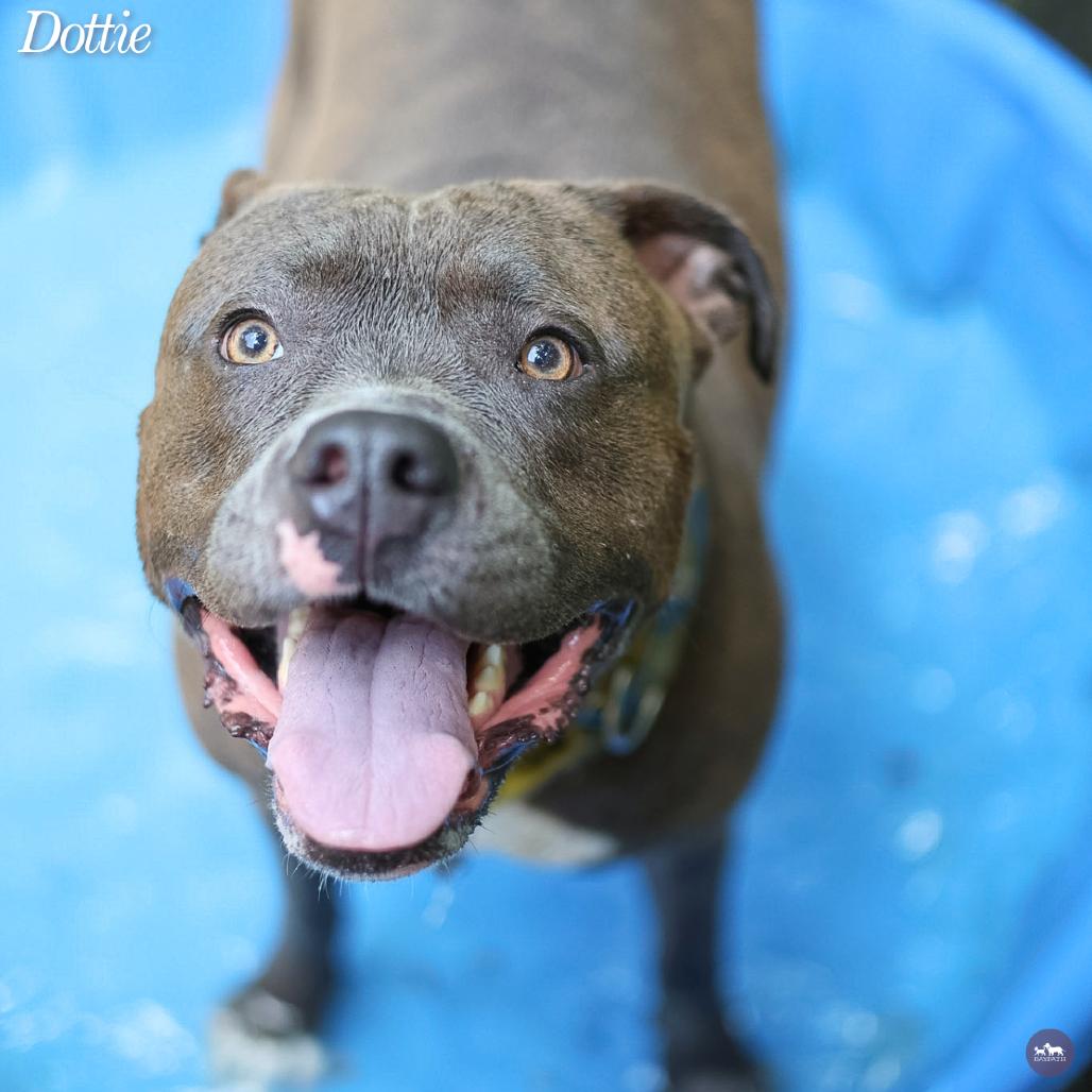 Dottie, a Adoptable mixed breed in Hopkinton, MA image 6/6