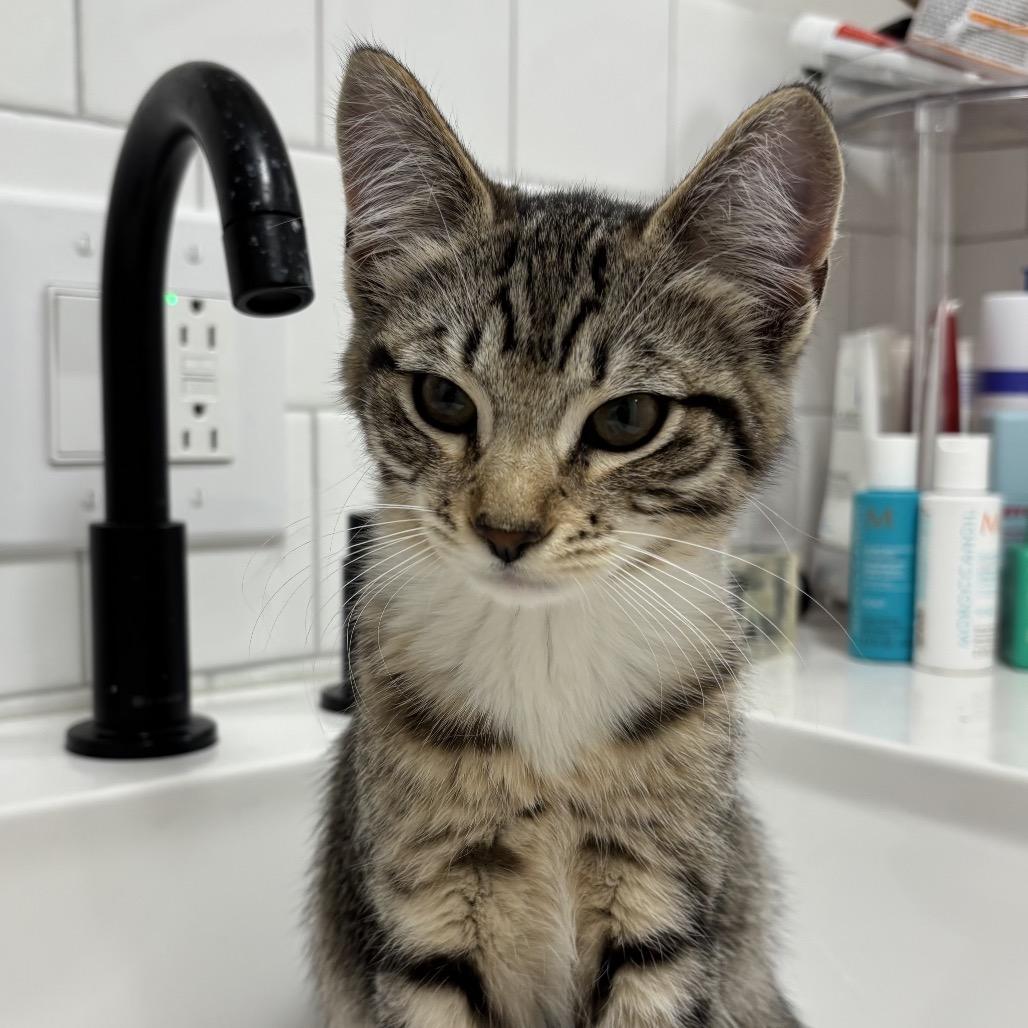 Enlarge Guppy, a Adoptable Domestic Short Hair in Ferndale, WA image 2/6