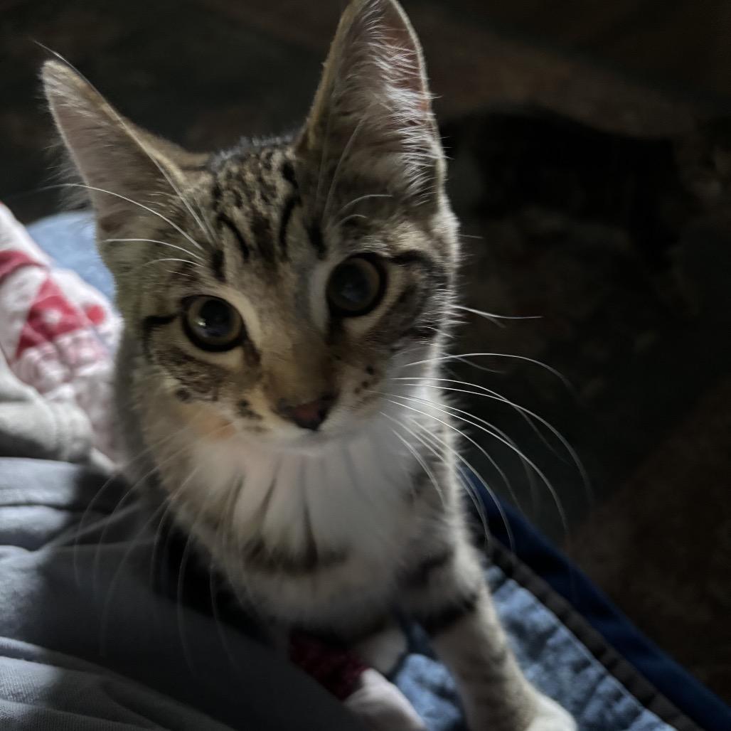 Enlarge Guppy, a Adoptable Domestic Short Hair in Ferndale, WA image 4/6
