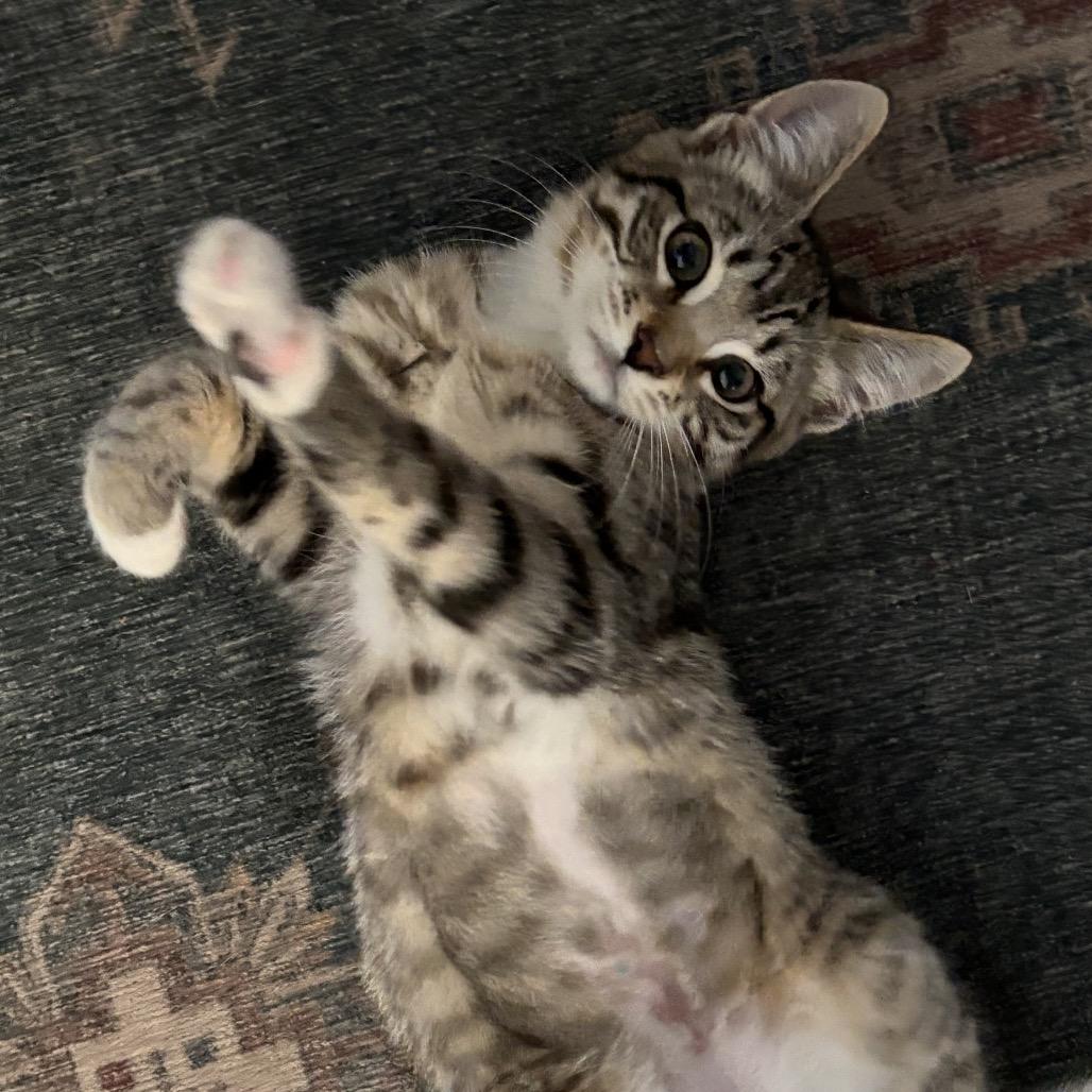 Enlarge Guppy, a Adoptable Domestic Short Hair in Ferndale, WA image 5/6