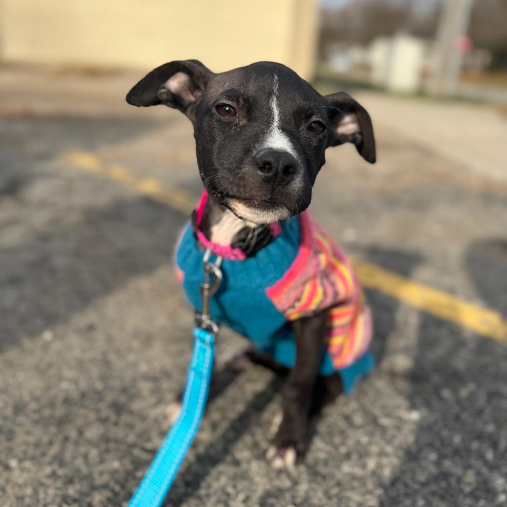 Tess, Adoptable, Puppy Female Italian Greyhound & Mixed Breed.