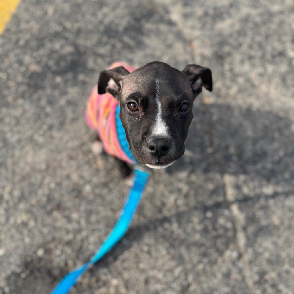 Enlarge Tess, a Adoptable mixed breed in Northville, MI image 2/6