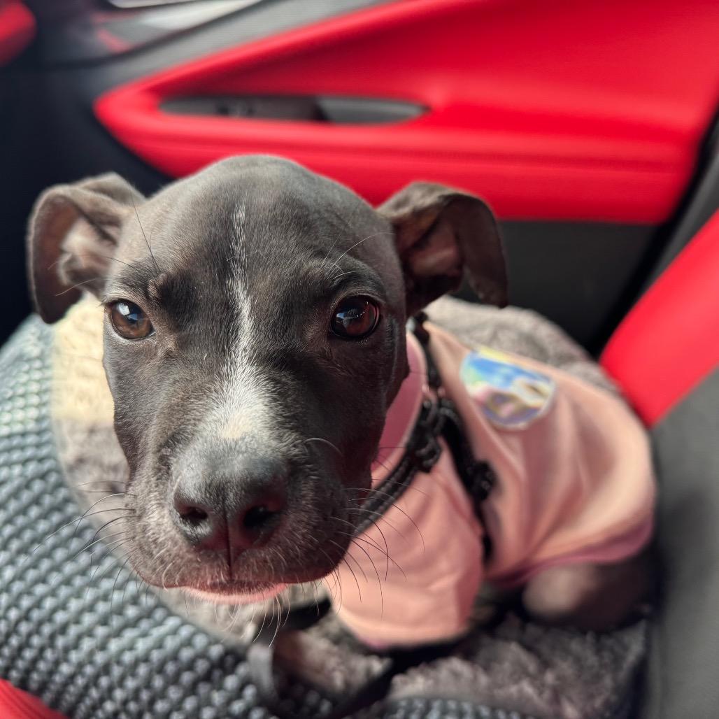 Enlarge Tess, a Adoptable mixed breed in Northville, MI image 3/6