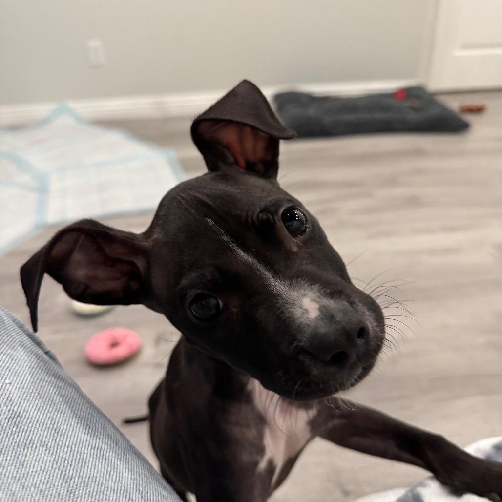 Enlarge Tess, a Adoptable mixed breed in Northville, MI image 4/6