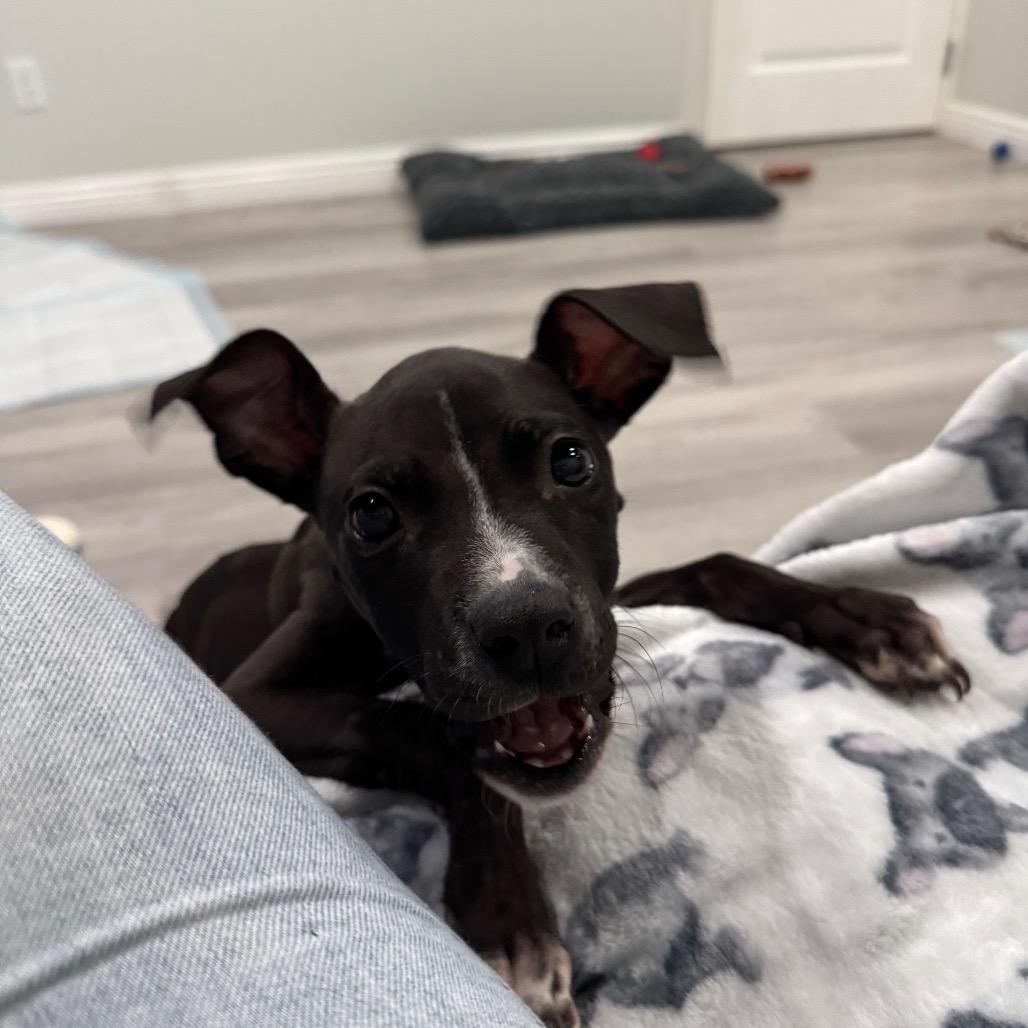 Enlarge Tess, a Adoptable mixed breed in Northville, MI image 5/6