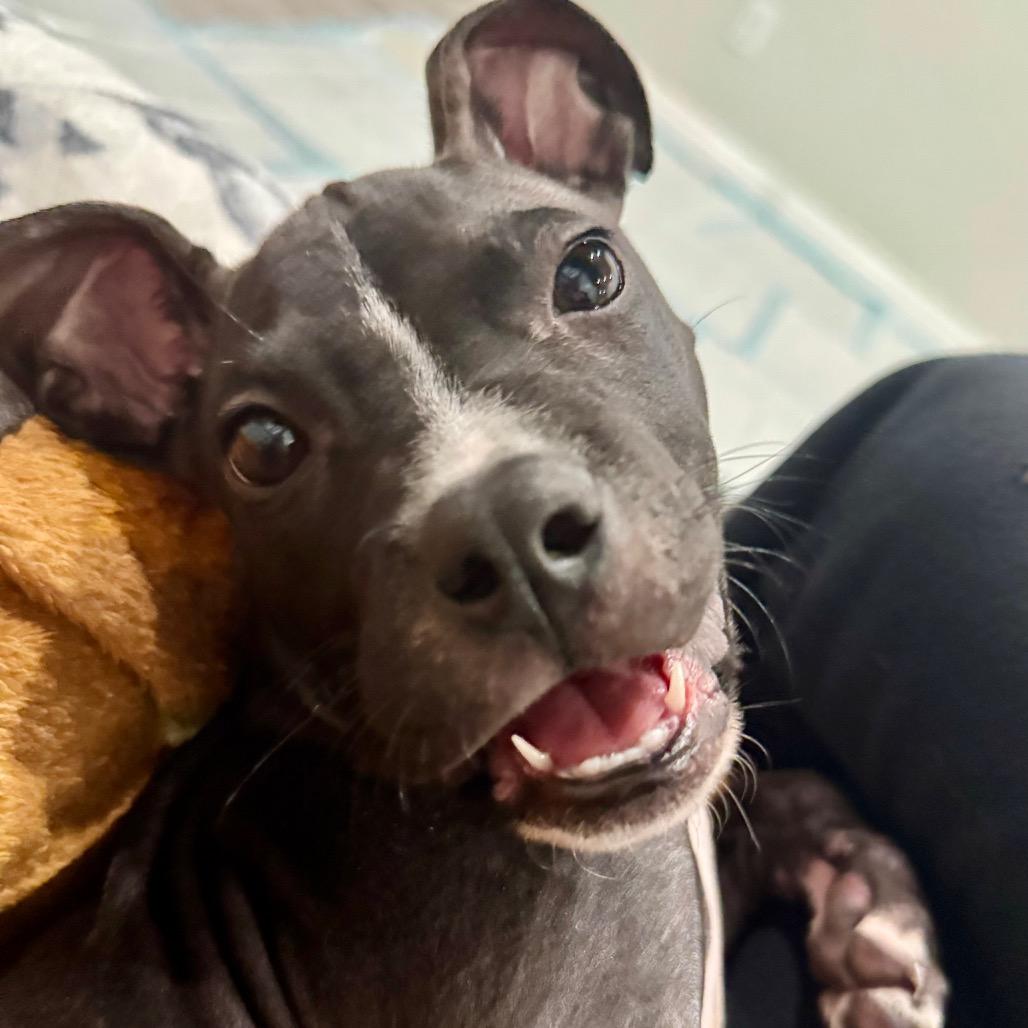 Enlarge Tess, a Adoptable mixed breed in Northville, MI image 6/6