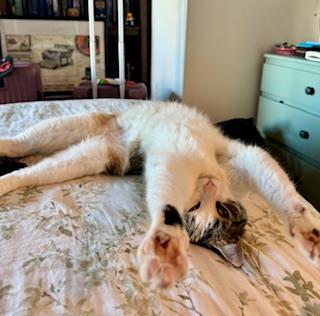 Enlarge Ambar (Available for Adoption), a Adopted Calico in Brooklyn, NY image 5/6