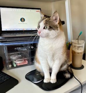 Enlarge Ambar (Available for Adoption), a Adopted Calico in Brooklyn, NY image 4/6