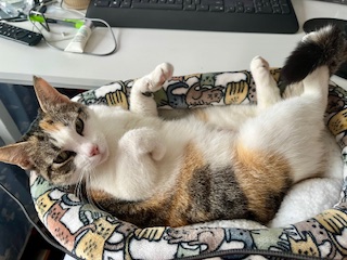 Enlarge Ambar (Available for Adoption), a Adopted Calico in Brooklyn, NY image 2/6