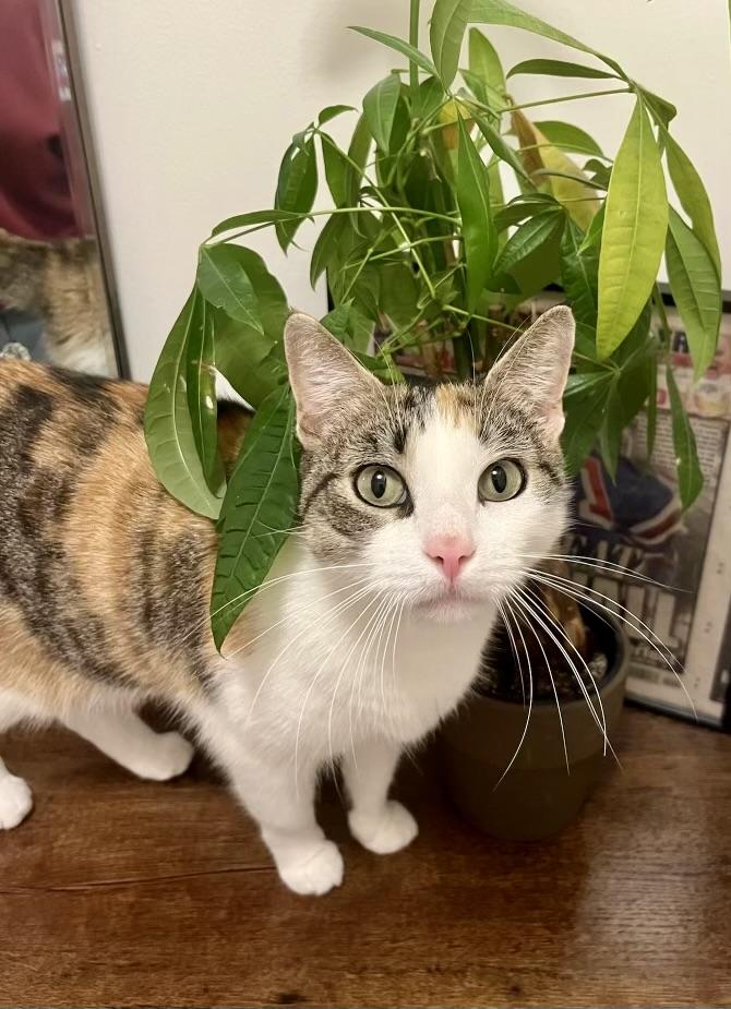 Enlarge Ambar (Available for Adoption), a Adopted Calico in Brooklyn, NY image 6/6