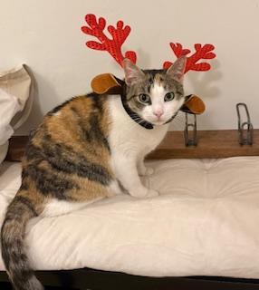 Ambar (Available for Adoption), Adopted, Adult Female Calico.
