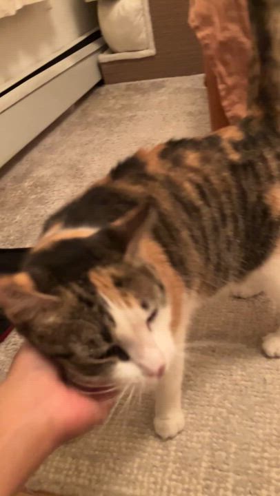 Enlarge Ambar (Available for Adoption), a Adopted Calico in Brooklyn, NY video 3/6