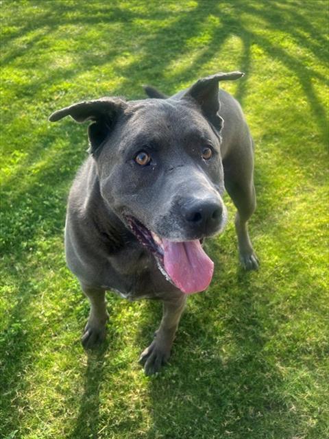 Enlarge SAGAN, a Adoptable mixed breed in Blythe, CA image 1/1