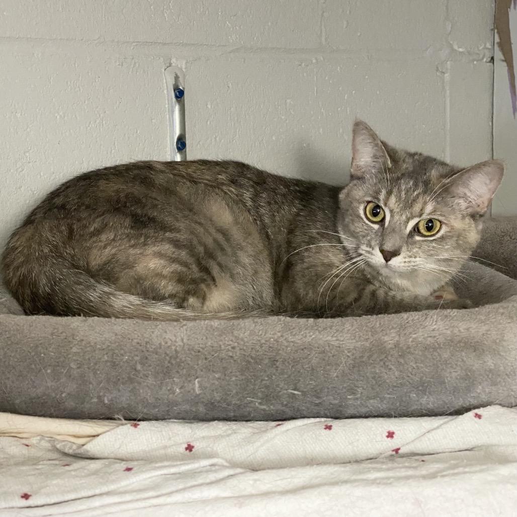 Morgan, Adoptable, Adult Female Domestic Short Hair.