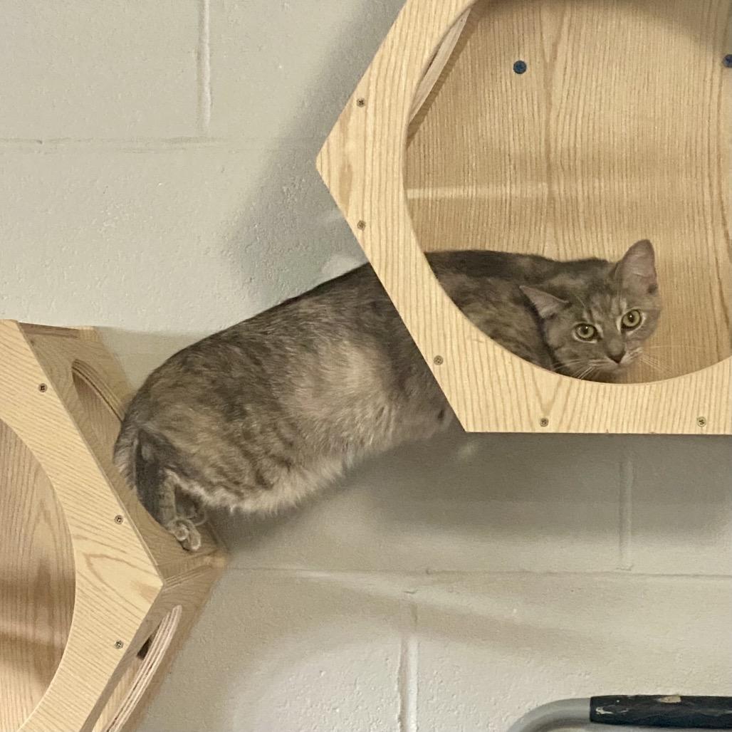Enlarge Morgan, a Adoptable Domestic Short Hair in Gibsonia, PA image 2/6