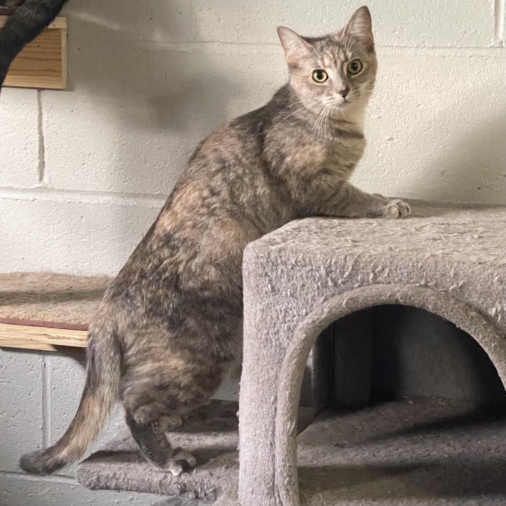 Enlarge Morgan, a Adoptable Domestic Short Hair in Gibsonia, PA image 3/6