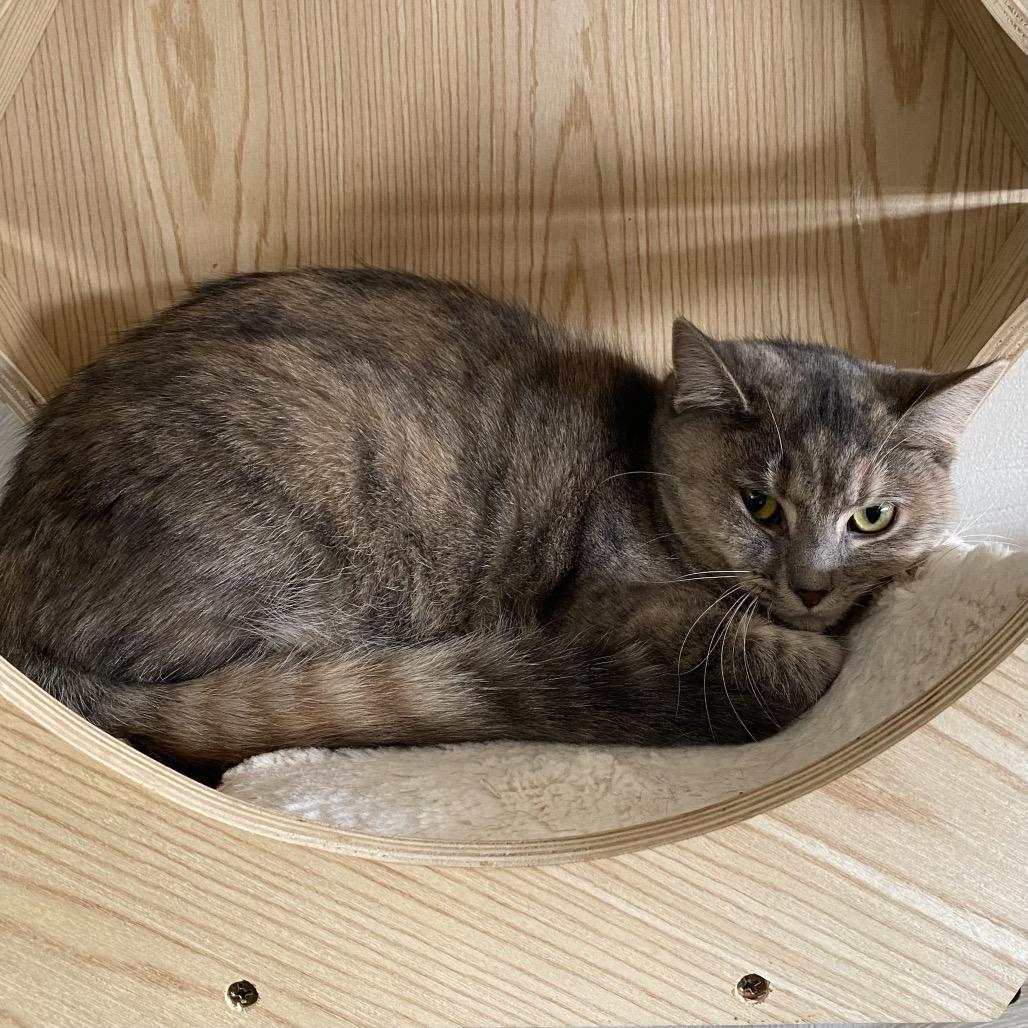 Enlarge Morgan, a Adoptable Domestic Short Hair in Gibsonia, PA image 4/6