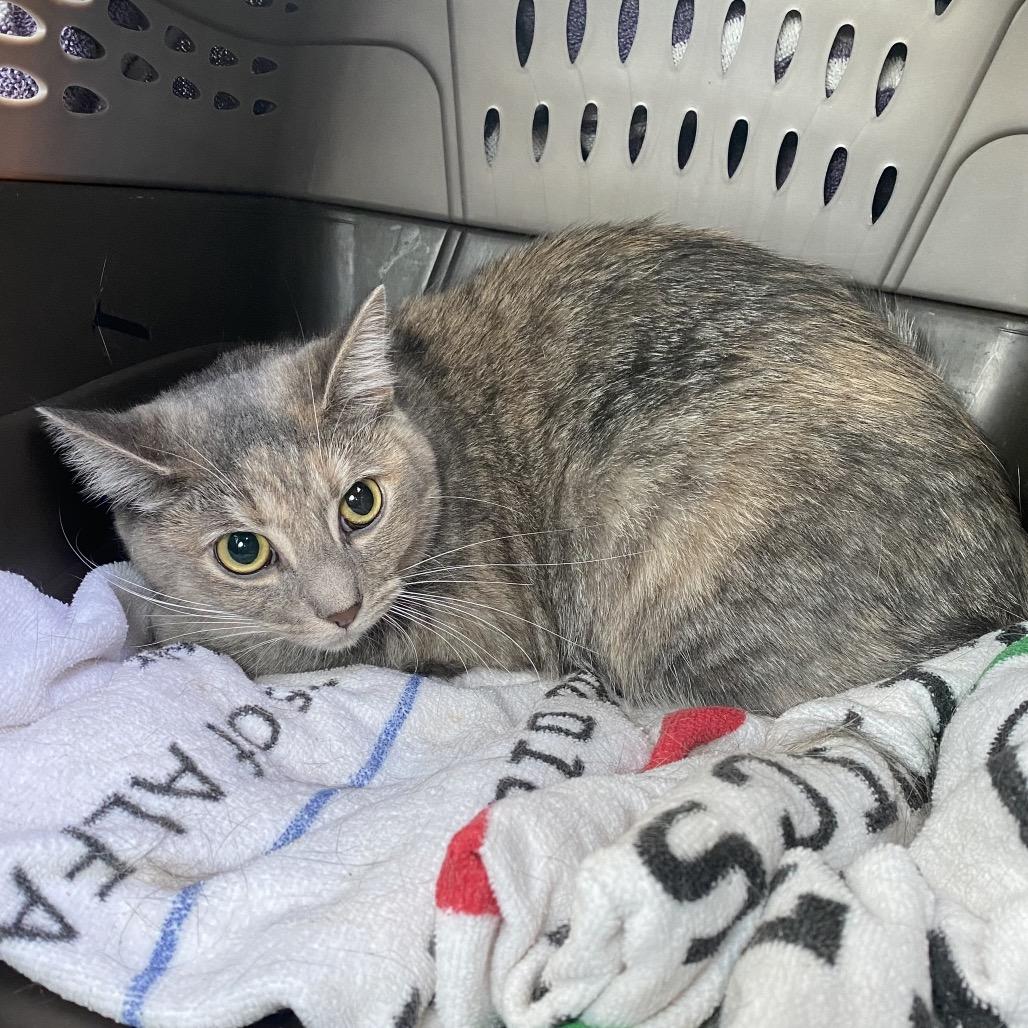 Enlarge Morgan, a Adoptable Domestic Short Hair in Gibsonia, PA image 5/6
