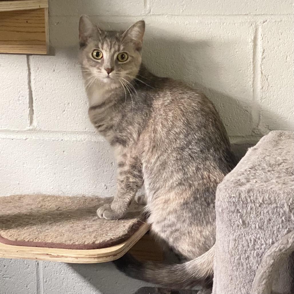 Enlarge Morgan, a Adoptable Domestic Short Hair in Gibsonia, PA image 6/6