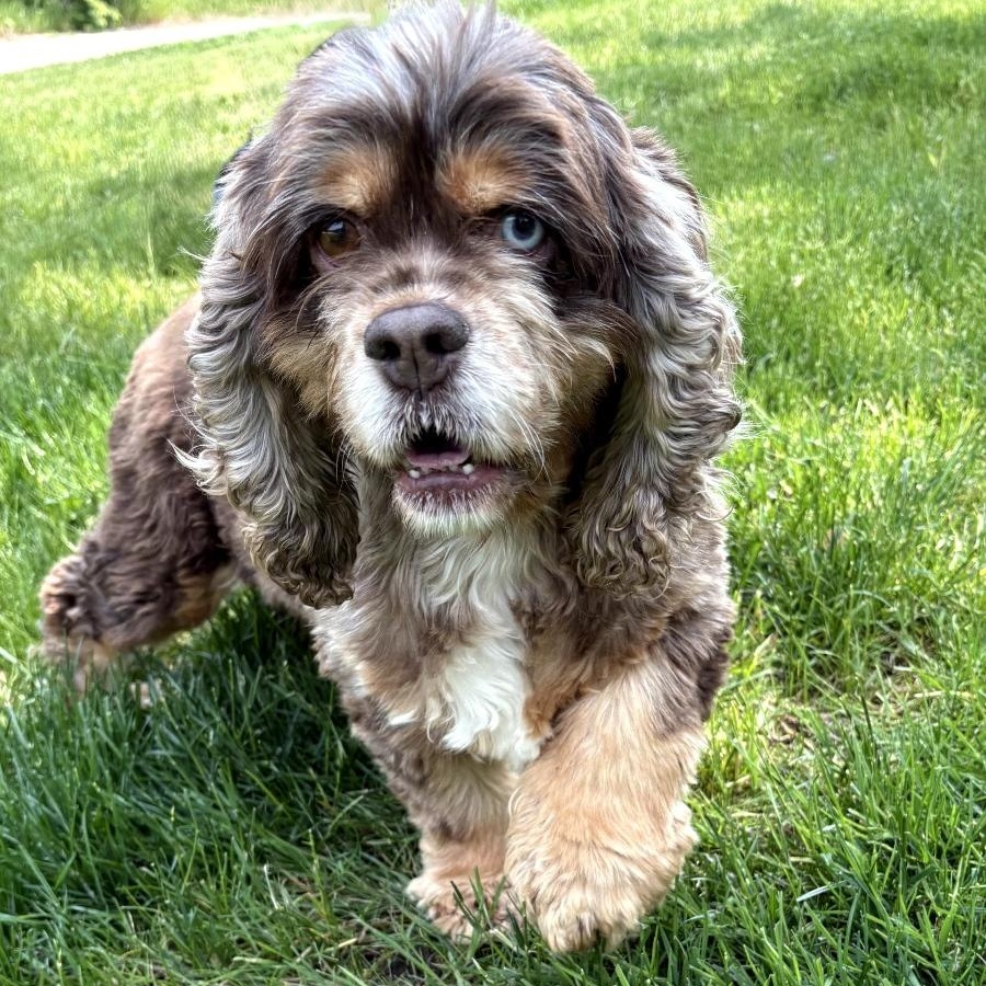 Scarlett, Adult Female Cocker Spaniel