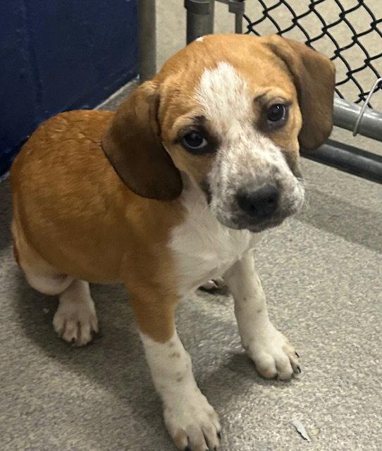 Enlarge Jen 10 weeks AVAIL 4/22, a Adoptable Hound in Sterling, MA image 1/1